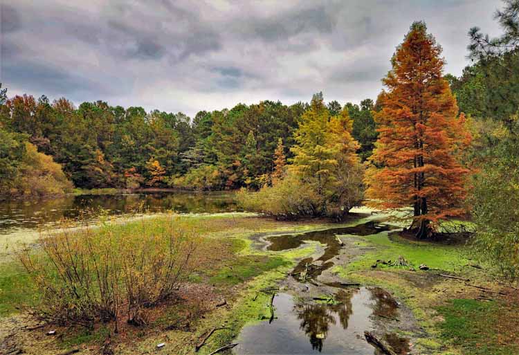 fall foliage